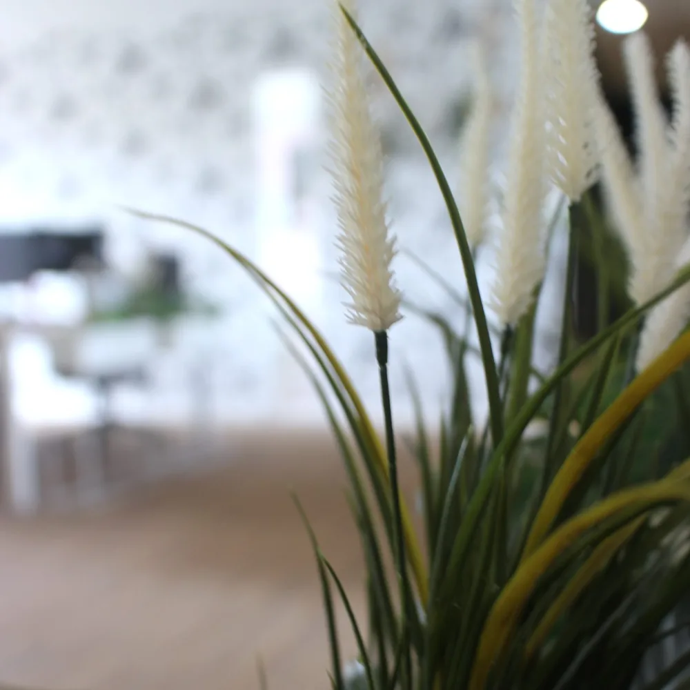 Graminées décoratives dans les bureaux